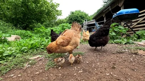 Baby chicks learning how to eat with their mother, close up shot. Stockbeeldmateriaal 339807593