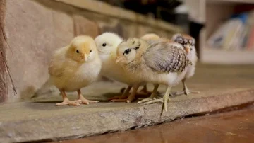 Baby chicks napping Stock Footage 85800734