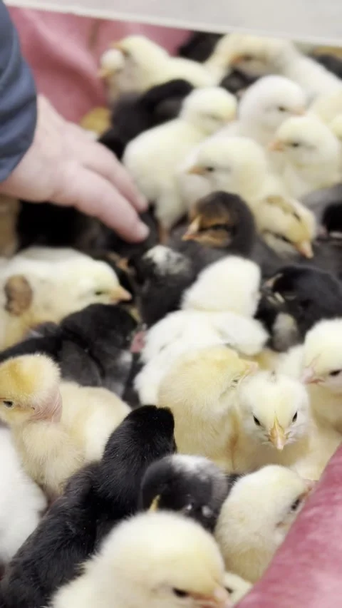 Baby chicks poultry flock in brooder, hatchlings yellow black white for farming Stock Footage 332948717