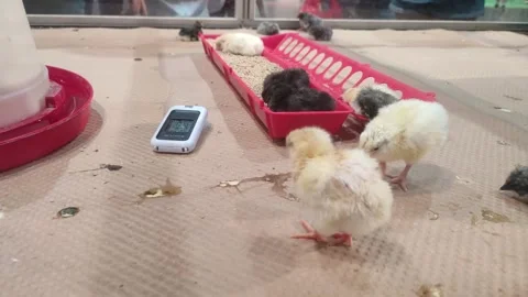 Baby chicks roaming around Stock Footage 304441537