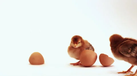 Baby Chicks with shells scattered around Stock Footage 33833362