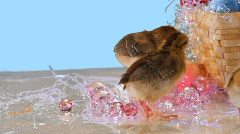 Baby chicks stand around in Easter confetti. Medium shot Stock Footage 33835997