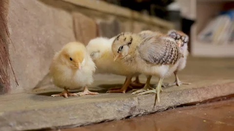 Baby chicks waking up Stock Footage 85800747