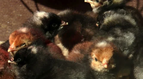 Baby chicks warming up Stock Footage 22835622