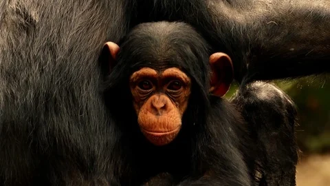 Baby chimp in forest Stock Footage 75453195