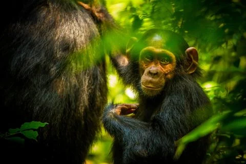 Baby Chimp in Uganda Forest Stock Photos