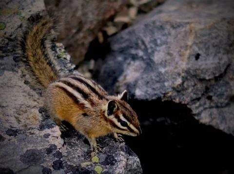 A baby chipmunk 写真素材