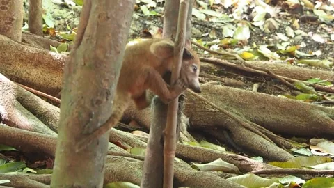 Baby coati gets head stuck between two trees Stock Footage 165134375