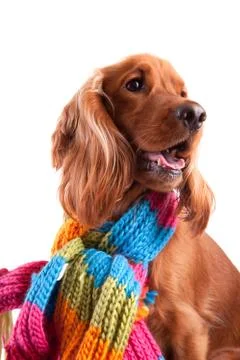 Baby cocker spaniel Stock Photos