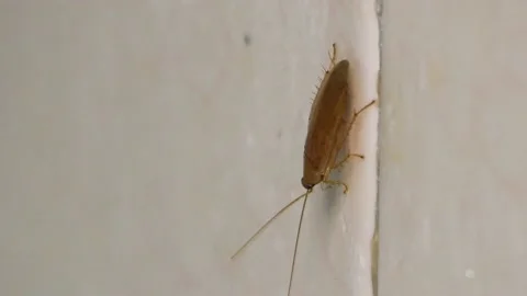 Baby cockroach closeup on white tiles Stock Footage