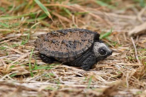 Baby common snapping turtle Stock Photos