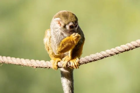 Baby common squirrel monkey eats a snack while sitting on a rope above Stock Photos
