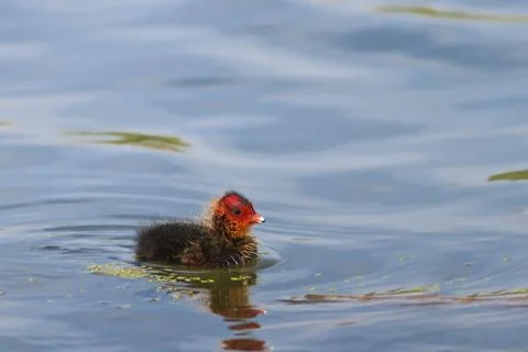 Baby coot chicks Stock Photos