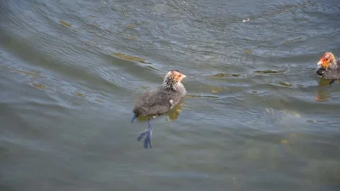 Baby coots Stock Footage 90291668