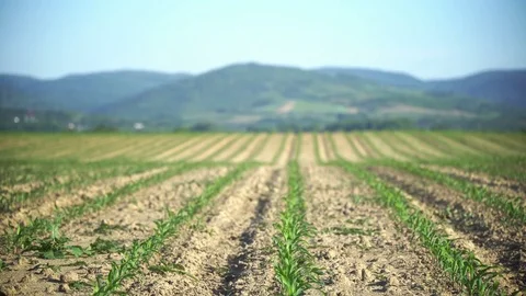 Baby Corn Field Stock Footage 75836499