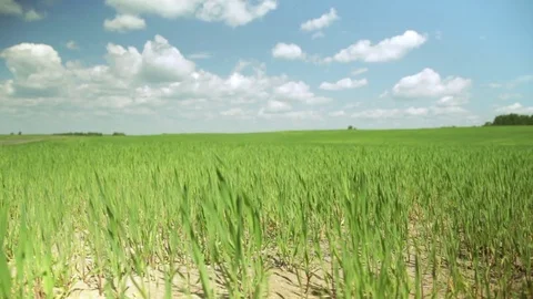 Baby corn field Stock Footage 76969066