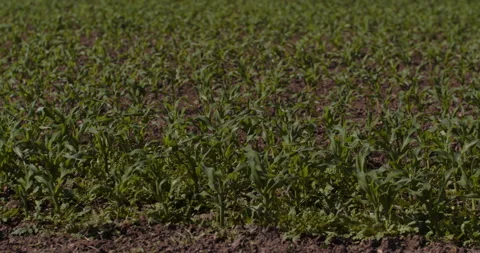Baby Corn Field wide angle panning Stock Footage 249762992