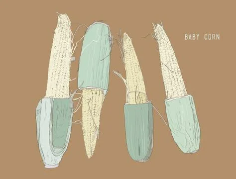 Baby corn . hand drawn , sketch line art vector. Stock Illustration