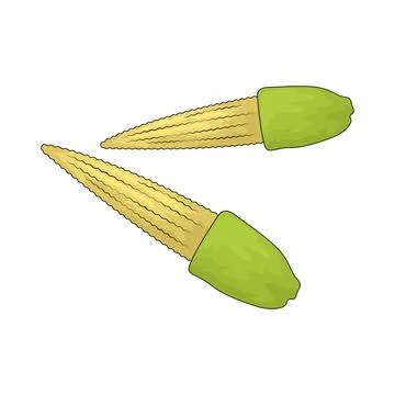 Baby corn illustration Stock Illustration