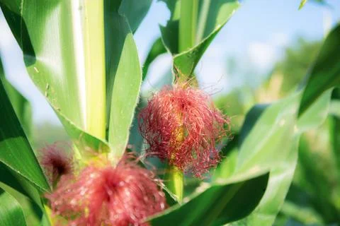 Baby corn on tree. Stock Photos