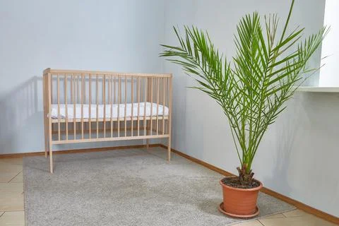 Baby cot in a spacious bright empty room with a date palm flower. Stock Photos