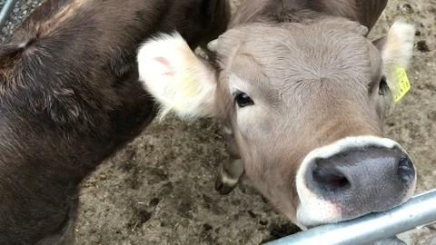 Baby Cow Stock Footage 107684907
