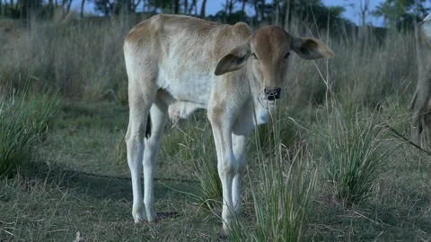 A BABY COW Stock Footage