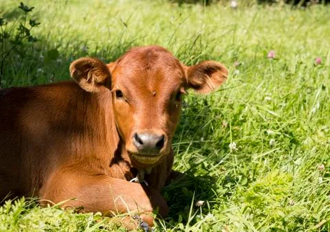 Baby cow Stock Photos
