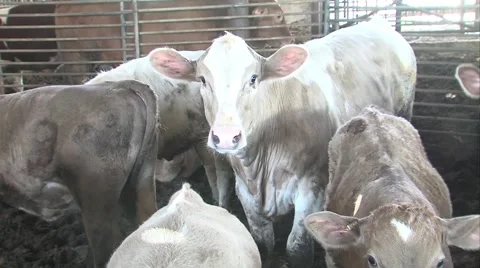 Baby cows Vidéo 53881131