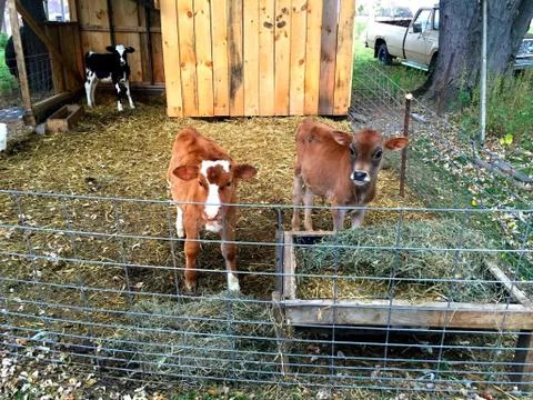 Baby Cows Stock Photos