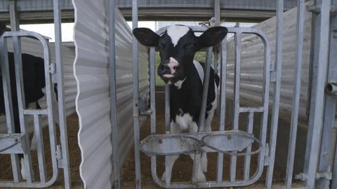 Baby Cows Slow Motion Stock-Footage 112271284