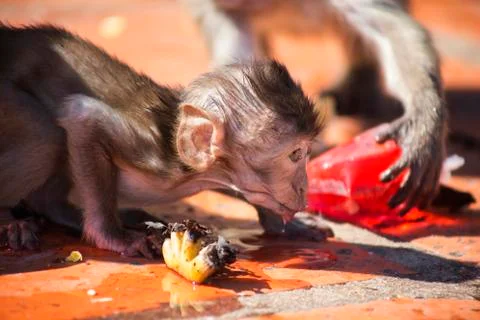 Baby Crab Eating Macaque Stock Photos