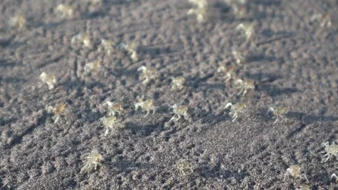 Baby crabs walking on the beach sand in the morning Stock Footage 312186053