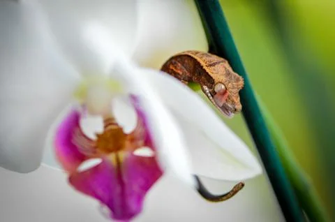 Baby Crested Gecko licking his face behind an Orchid - Macro Stock Photos