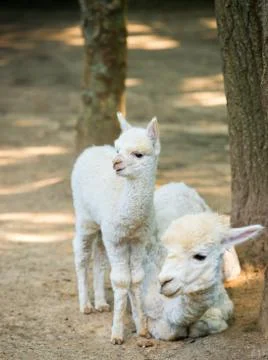 Baby Cria alpaca  with its mother standing beside Stock Photos