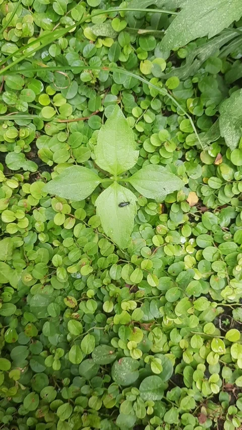 Baby Cricket Exploring Leaf Video stock 325656470