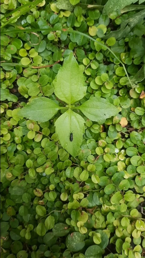 Baby Cricket on Leaf 動画素材 325656480