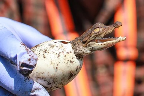 Baby crocodile hatching from egg during wildlife conservation program Stock Photos