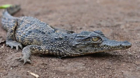 A baby crocodile is just a small version of the adult. Vidéo 323355011