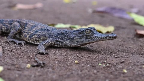 A baby crocodile is just a small version of the adult. Stock Footage 323355147