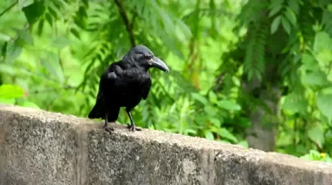 Baby Crow Stock Footage 7754771