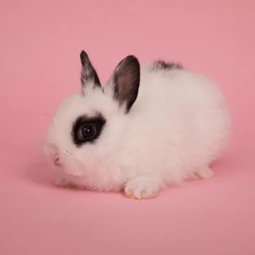 Baby cute rabbit Stock Photos