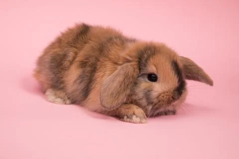 Baby cute rabbit Stock Photos