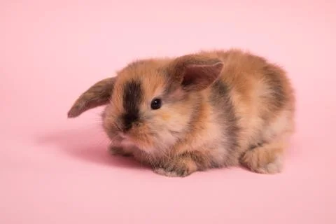 Baby cute rabbit Stock Photos