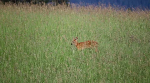 Baby deer 1 Stock Footage 1099366