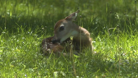 A baby deer cleans itself with its tongue while laying peacefully in the Stock Footage 131603676