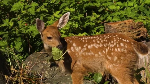 Baby Deer Eating a Leaf 库存影片 80268543