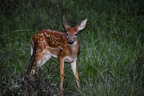 Baby deer in the Florida forest Stock Photos