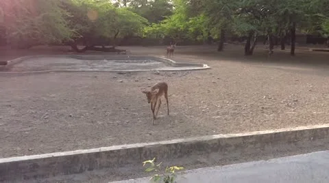 Baby Deer Stock Footage 22202304