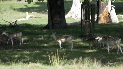 Baby deer Stock-Footage 82722138